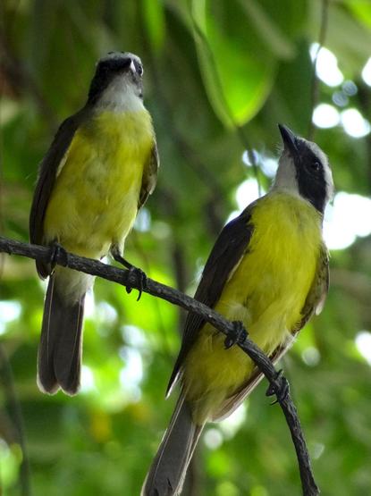 Ein schönes Pärchen der Vogelgattung "Schwefelmaskentyrann" (Pitangus sulphuratus) aus Panama. Der Sperlingsvogel lebt in Wäldern und nahe Gewässern in Nord-, Mittel- und Südamerika.