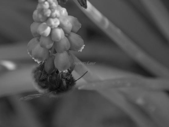 Insect, flower, closeup, black and white, photo