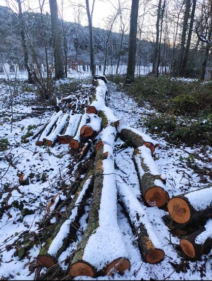 Plusieurs troncs fraîchement coupés sont empilés au sol dans une forêt enneigée. Une fine couche de neige recouvre le dessus du bois, tandis que les sections sciées révèlent un orange vif contrastant avec le blanc. Autour, les arbres nus et le sous-bois givré créent une ambiance hivernale calme et froide