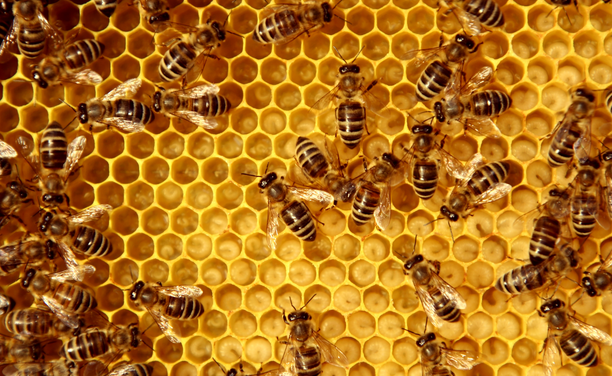 Ucraïna va exportar l'any passat 54.000 tones de mel a la UE mentre que a Catalunya en va produir menys de 2.000 (iStock)