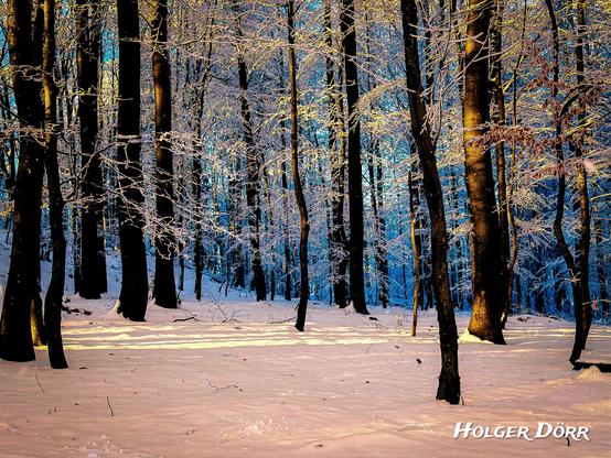 Ein winterlicher Wald am Hoherodskopf nach dem ersten Schneefall. Dunkle, schlanke Baumstämme stehen im Vordergrund, ihre Äste leicht mit Schnee bedeckt. Durch die Stämme fällt warmes, goldenes Sonnenlicht und zeichnet helle Spuren auf die frische Schneedecke, während der Hintergrund im kühlen Blau des Schattenwaldes liegt. Die Szene wirkt ruhig, klar und magisch.