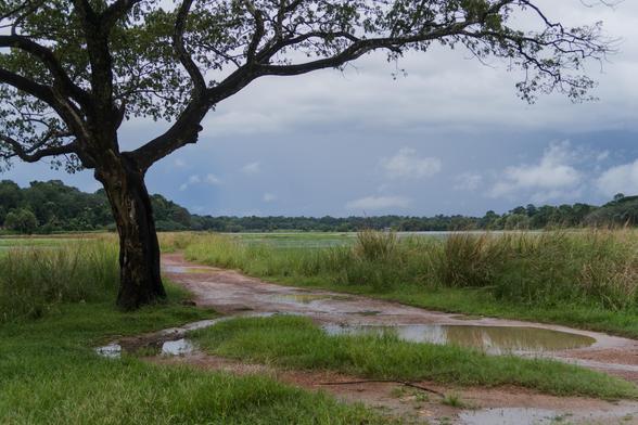 Tree and grass near lake