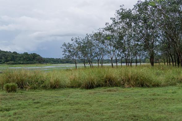 Trees and grass near lake