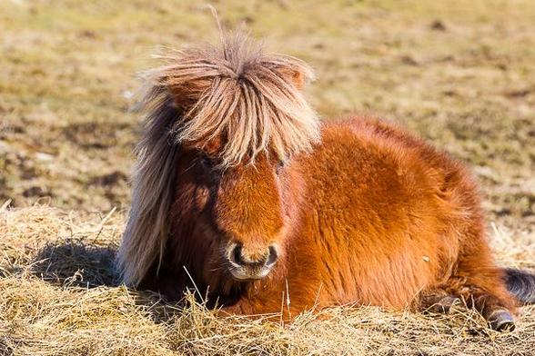 Newt, Shetland pony