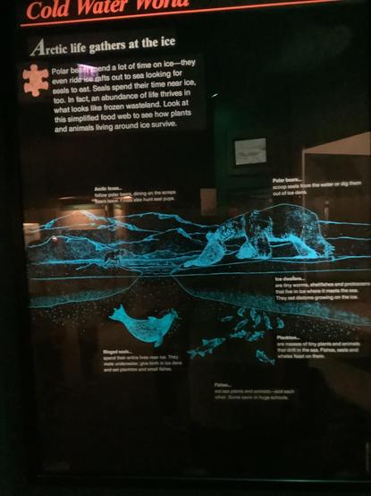 #polarbear spend a lot of time on ice they even ride ice rafts out to sea Looking for seals to eat seals spend their time near ice too in fact an abundance of life thrives in what looks like frozen wasteland look at this simplified food web to see how plants and