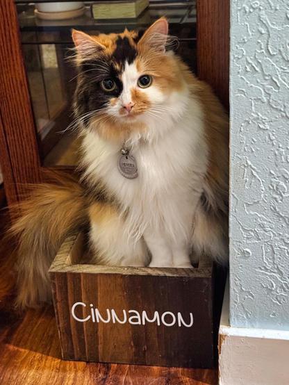 A white, brown, and black Ragamuffin cat named Ahsoka is sitting in a small square wooden pedestal with raised sides. The box says "Cinnamon." This is where the dog named Cinnamon gets fed, but it's enough of a box for the cat to sit in when the food bowl isn't there.