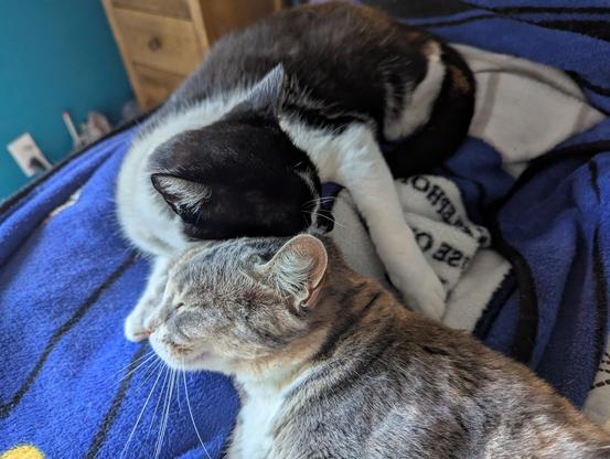 Calico female and tuxedo male snuggle on the blankie #1