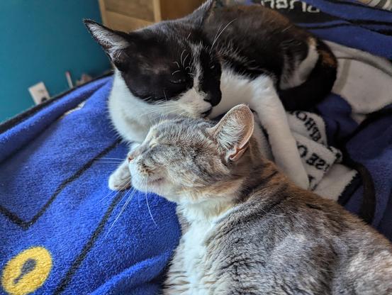 Calico female and tuxedo male snuggle on the blankie #3