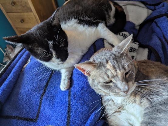 Calico female and tuxedo male snuggle on the blankie #2