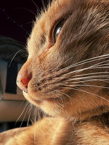 Nahaufnahme einer orangefarbenen Katze im Profil von schräg unten. Sie ist von der Sonne beleuchtet, im Hintergrund ist ein Zimmer zu erahnen.