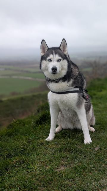 A blue eyed husky dog sitting on a track along a hill fort earthwork. Dense cloudy sky behind. Windswept grass and hawthorn