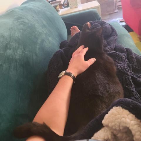 cat on my lap wrapping his tail around my arm