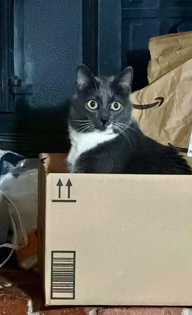 Grey cat with white neck sitting in a carboard box.