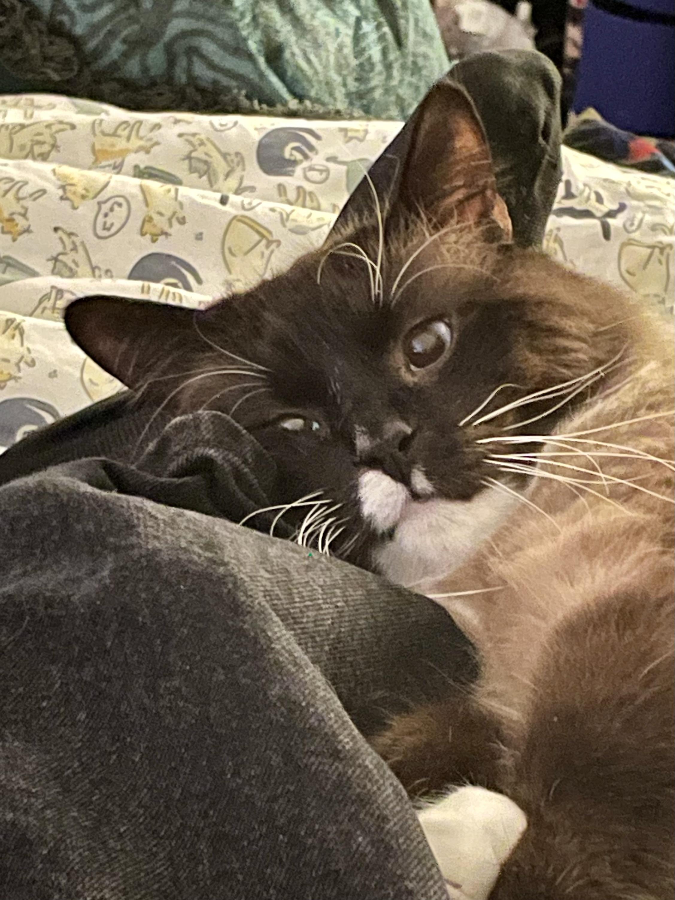 Beau, a suspiciously Ragdoll-looking cat, gazes at his owner as he rests his head upon the human's leg.