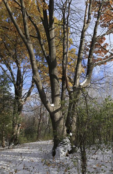 This is a portrait format photo of a large mature deciduous tree that sits beside an accessible hiking trail. The sky was a nice blue colour on this day and a dusting of freshly fallen snow was on the ground.  Many fallen leaves can be seen on top of the snow along the trail's surface.  While many of the tree's branches are now bare on this mid-November day, coloured leaves can still be seen aloft.  Autumn colours continue to be on display above, even with snow on the ground. The image is one of transition between autumn and winter with both seasons present within the frame.