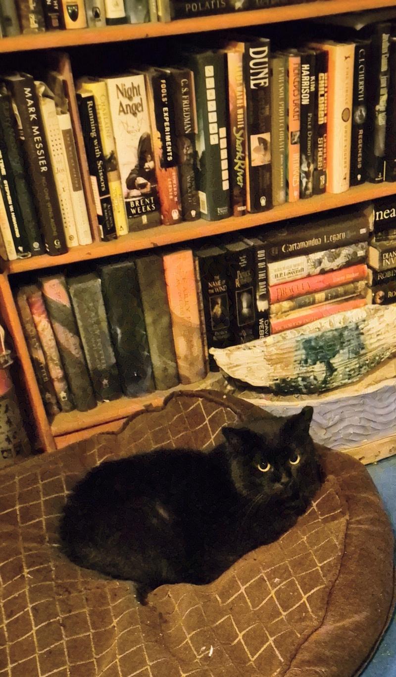 cat on cushion with books in background
