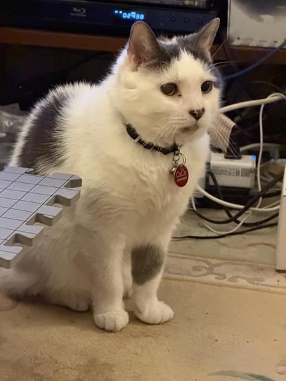 A white cat with gray markings is sitting on a carpeted floor. The cat has a collar with a name tag and is looking towards the camera. In the foreground, there is a piece of a grid-patterned object. Various cables and objects are visible.