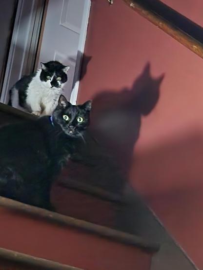 Two cats staring directly at the camera: a black and white cat at the top of the stairs, and a black cat a couple steps down. A huge shadow is on the wall beside thd black cat.