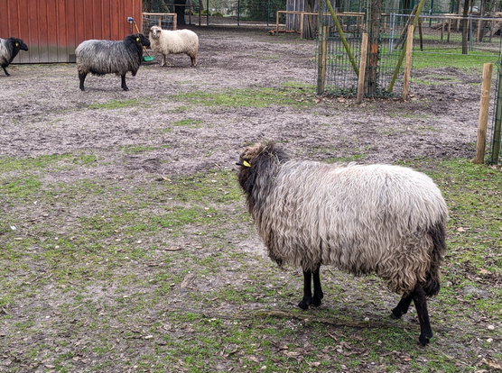 Des moutons dans un parc.

Nicolas Mouart, Tous droits réservés, 2024.