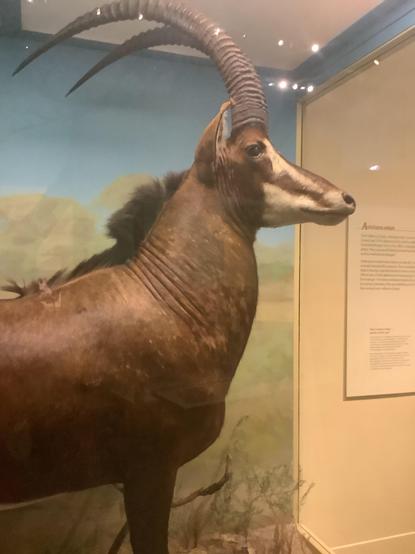 term #antelope refers to numerous extant or recently extinct species of the ruminant artiodactyl family Bovidae that are indigenous to most of Africa, India, the Middle East, Central Asia, and a small area of Russia. Antelopes do not form a