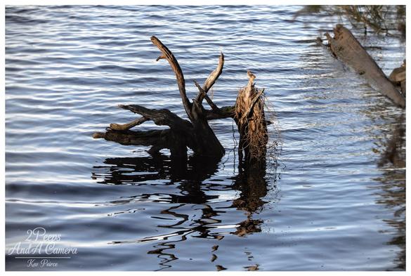 A close up shot of a dark, gnarled piece of weathered driftwood or a stump partially submerged in calm, deep blue water.

The water has soft ripples, creating a clear reflection of the wood and the sky. Another, longer log is visible extending into the water in the upper right background.