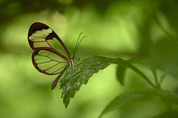 A butterfly with translucent wings perches delicately on a green leaf against a soft-focus, green background. Its wings are transparent, with dark brown edges and fine black lines, and pale yellow and white hues near the upper tips. Its slender brown body has distinct black antennae and a curled proboscis near its head. Beneath the butterfly, the leaf is glossy and textured with small veins. It gently curves downwards supporting the insect’s lightweight frame.