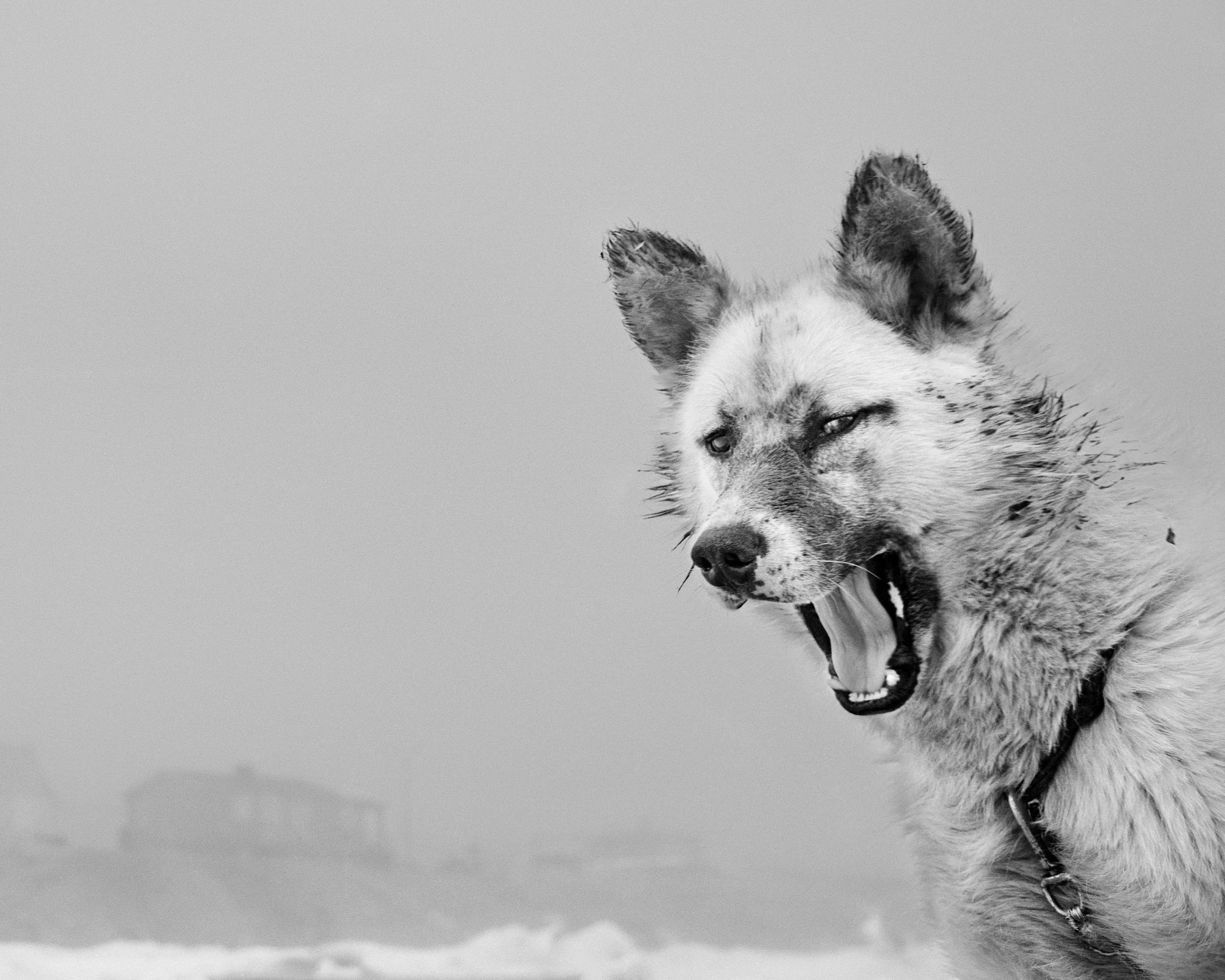 A husky in the snowy landscape of Thule, Greenland.