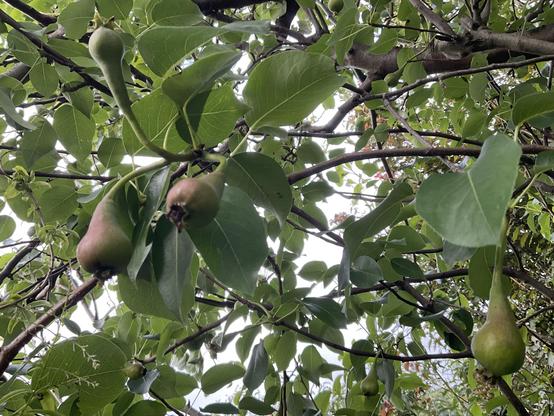 Pears perhaps this year ? Green “browning” up fruit on the tree with heart shaped light green leaves.
