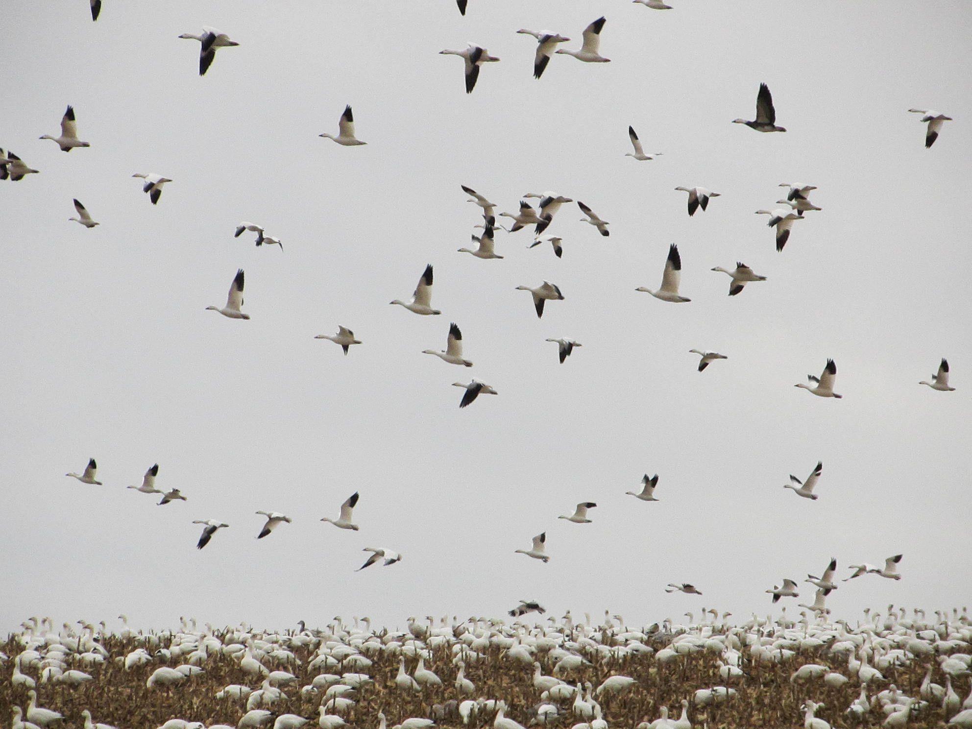 Just a small segment of thousands of snow geese at feeding in a Pennsylvania field, both in flight and on the ground. They are very noisy!