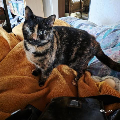 Mila ... eine von unseren 4 Katzen

Mila ... one of our 4 cats