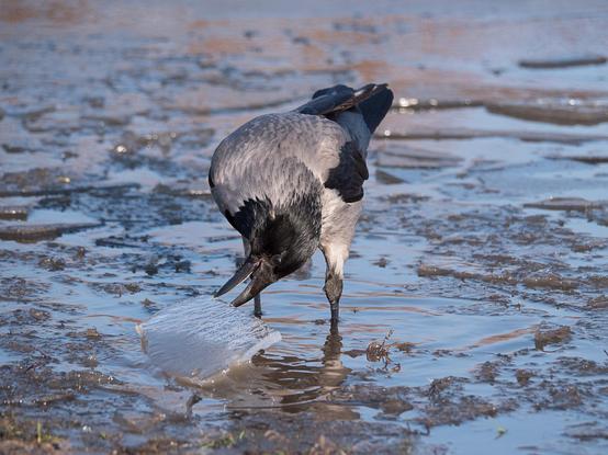 eine Nebelkrähe steht in einer vereisten Pfütze und hebt mit verdrehtem Kopf ein eisstück aus dem Wasser