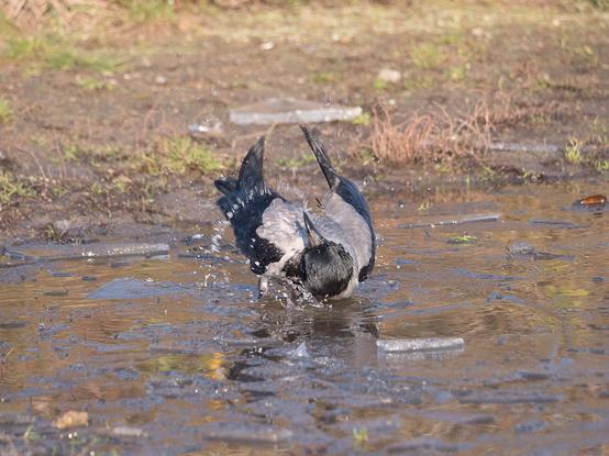 Eine Nebelkrähe steht in einer mit Eisstücken bedeckten Pfütze im Wasser und badet sich mit um 180 grad nach oben verdrehtem Kopf, Wassertropfen fliegen durch die Luft