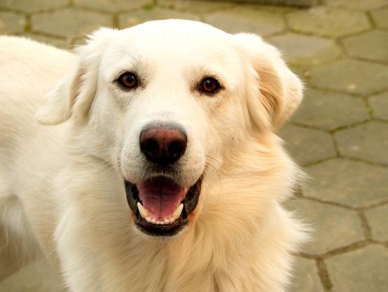A photo of a lovely cream white dog that looks straight into the camera.