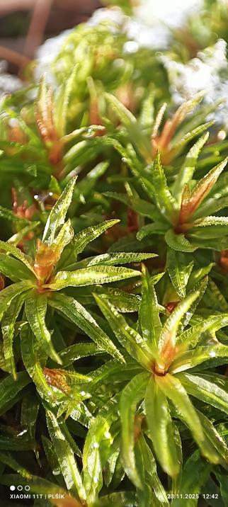 The macro photograph shows a tuft of green moss. This species looks like twigs covered with long, pointed leaves  and sticking upwards. The leaves are green, but red in the place where they grow. In the background, the moss is covered with white snow.