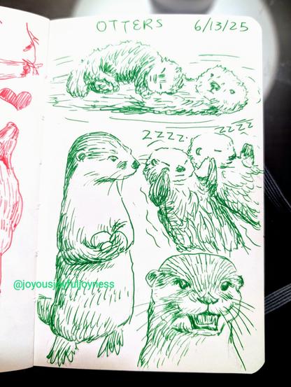 A sketchbook page of 6 drawings of sea and river otters in green pen. At the top is the text Otters and 6/13/25. The top drawing is a mother otter floating on the water with a baby sleeping on her belly. To the bottom left is a standing otter holding some rocks. To the right of it are two otters sleeping holding paws. At the bottom is a close up of an otter with its mouth open.