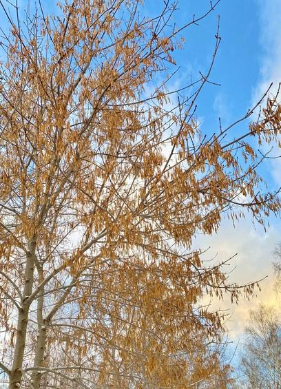The photo shows the bright orange seeds of a tree against a blue frosty sky.