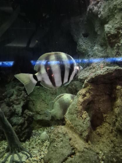 #Moonlighter

Moonlighters will often set up cleaning stations" to remove parasites from other fishes. This gives the moonlighters something to eat and keeps the other flshes clean and healthyl