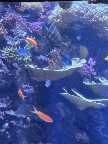 fish in the image is a bicolor anthias  #Nemanthiasbicolor, also known as a yellowback basslet.