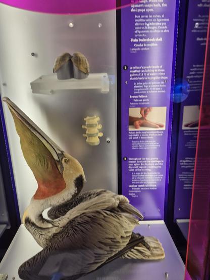 #Pelicans (genus Pelecanus) are a genus of large water birds that make up the family Pelecanidae. They are characterized by a long beak and a large throat pouch used for catching prey and draining water from the scooped-up contents befor