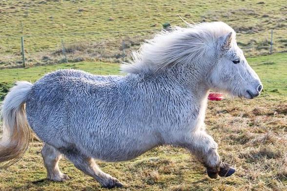 Shetland pony cantering