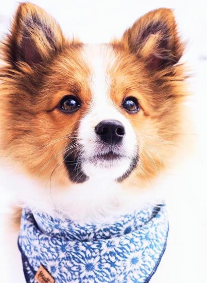 An Adorable little dog adorned with a patterned blue and white handkerchief on