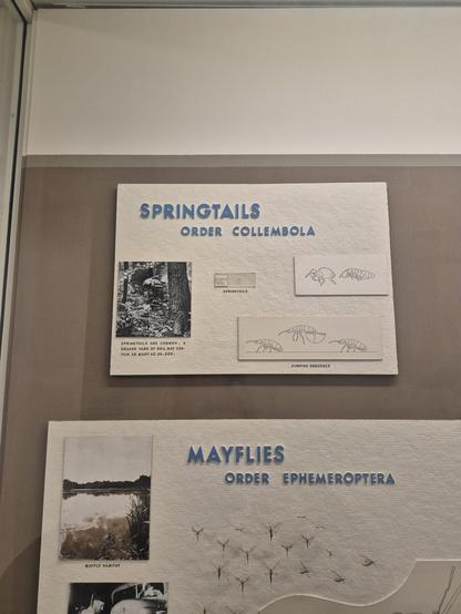 #MAYFLIES

ORDER EPHEMEROPTERA