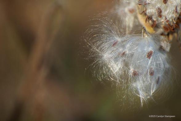 Gossamer milkweed seeds are spilling out of an open pod. 
