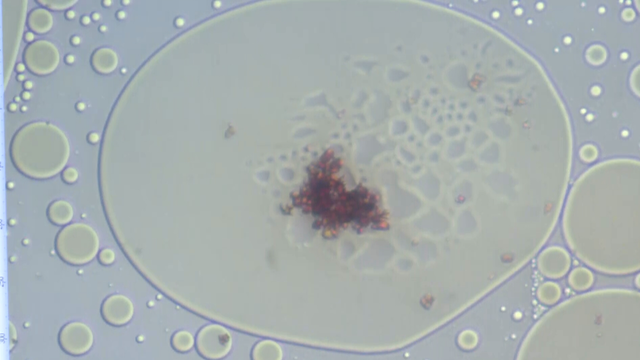 Vista amb microscopi de betacarotè encapsulat dins d'una gota d'oli (3Cat)