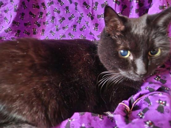 A cute black cat lounging on purple fabric printed with black cats