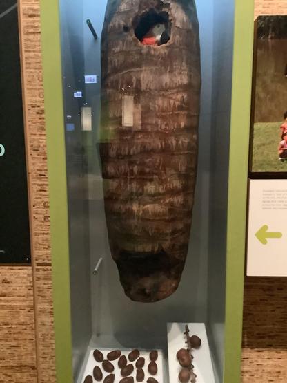 #scarletmacaw (Ara macao) also called the red-and-yellow macaw, red-and-blue macaw or red-breasted macaw, is a large yellow, red and blue Neotropical parrot native to humid evergreen forests of the Americas. Its range extends from southeastern Mexico to Peru, Ecuador, Colombia, Bolivia, Venezuela, Honduras,