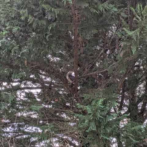 Photo looking deep into an evergreen tree. Near the center of the frame, a medium sized raptor — a bird with slate blue wings, a blue and brown head, and a brown and white mottled belly — is perched on a branch with its head turned as if it is staring at the camera.