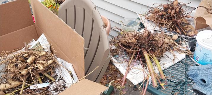 Piles of dahlia tubers in boxes, on table