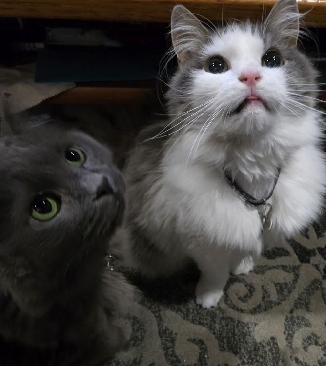 Two cats looking up at us as we open the treats container.