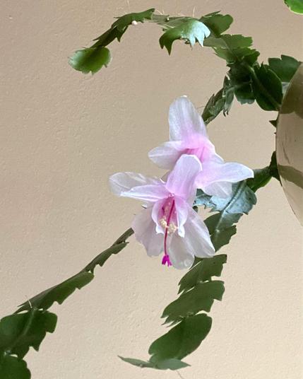 A bloom on my white Christmas cactus, seen from below, lit from above.